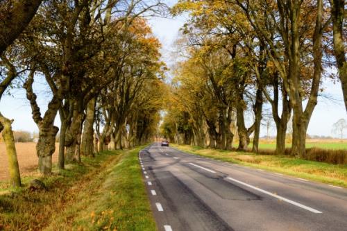 Banner Running Bull EFB Battery (86) EFB 560 11 - Banner-Tree-Avenue.jpg